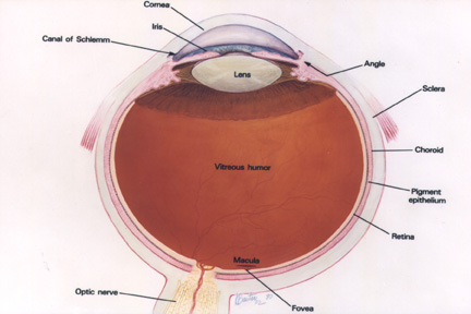 Anatom�a Ocular